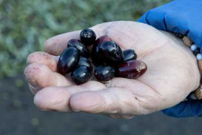 Tonda, carnosa, immancabile sulla focaccia: alla scoperta dell'oliva dolce di Bitetto  